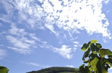 L’avenir des Appellations Beaujolais et Beaujolais Villages.